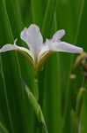 Virginia iris <BR>Blue flag iris